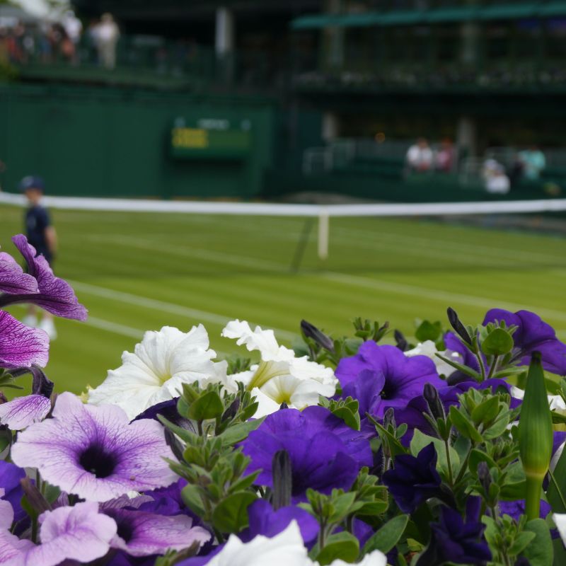 Wimbledon Flowers Wimbledon Flowers